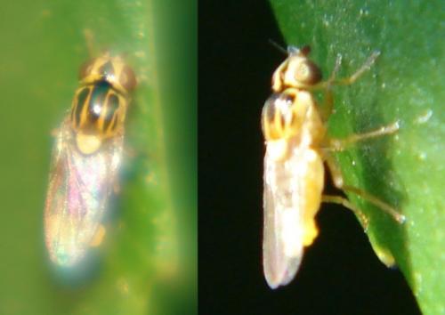 Réf. 246 535 : Thaumatomyia notata